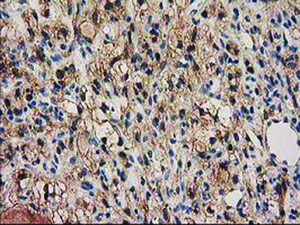 Anti-PYCRL Mouse Monoclonal Antibody [clone: OTI1B12]