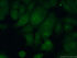 Anti-RRP36 Rabbit Polyclonal Antibody