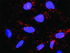 Anti-TRAF2 + FLNA Antibody Pair
