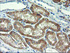Anti-NAPEPLD Mouse Monoclonal Antibody [clone: OTI7B9]
