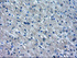 Anti-CYP2E1 Mouse Monoclonal Antibody [clone: OTI5F11]