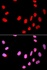 Immunofluorescense analysis of U2OS cell using CDC25C antibody