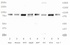 Anti-JARID2 Rabbit Polyclonal Antibody (DyLight® 550)