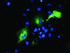 Anti-PSMD2 Mouse Monoclonal Antibody [clone: OTI1B5]