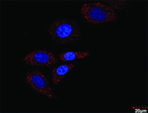 Anti-HDAC2 + HIF1A Antibody Pair