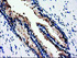 Anti-DNAJB1 Mouse Monoclonal Antibody [clone: OTI1F9]