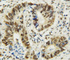 Anti-MTA1 Rabbit Polyclonal Antibody
