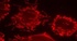 Anti-Mitofilin Rabbit Polyclonal Antibody