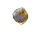 Product Image-ROCK600-401-958