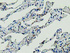 Anti-ANXA3 Mouse Monoclonal Antibody [clone: OTI1F11]