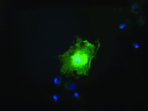 Anti-FAM84B Mouse Monoclonal Antibody [clone: OTI5B5]