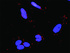 Anti-BIRC3 + TRAF2 Antibody Pair