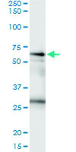 Anti-CSTF2 Polyclonal Antibody Pair