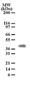 Anti-CAV1 Mouse Monoclonal Antibody (DyLight® 488) [clone: 7C8]