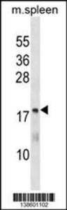 Anti-MTHFS Rabbit Polyclonal Antibody (AP (Alkaline Phosphatase))