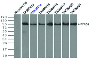 Anti-TYRO3 Mouse Monoclonal Antibody [clone: OTI2C4]