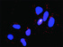 Anti-STAT5B + CTLA4 Antibody Pair
