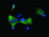 Anti-MAP2K1 Mouse Monoclonal Antibody [clone: OTI7F3]