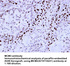 Anti-MCM3 Rabbit Polyclonal Antibody