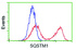 Anti-SQSTM1 Mouse Monoclonal Antibody [clone: OTI4G9]