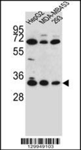 Anti-OR2T3 Rabbit Polyclonal Antibody (Biotin)