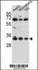 Anti-OR2T3 Rabbit Polyclonal Antibody (Biotin)