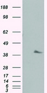 Anti-PLEK Mouse Monoclonal Antibody [clone: OTI2F10]