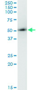 Anti-ARMC6 Mouse Monoclonal Antibody