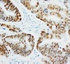 Anti-p53 Mouse Monoclonal Antibody [clone: IMD-53]