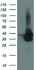 Anti-UBXN2B Mouse Monoclonal Antibody [clone: OTI2E8]
