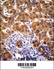 Anti-NRBP2 Rabbit Polyclonal Antibody (HRP (Horseradish Peroxidase))