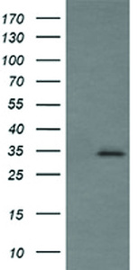 Anti-SYP Mouse Monoclonal Antibody [clone: OTI1G3]