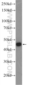 Anti-KIAA0494 Rabbit Polyclonal Antibody
