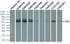 Anti-LIPG Mouse Monoclonal Antibody [clone: OTI7C2]