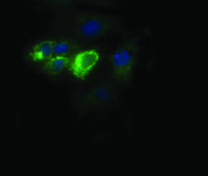 Anti-COX6C Mouse Monoclonal Antibody [clone: OTI4B11]