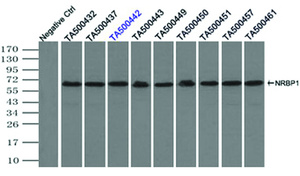Anti-NRBP1 Mouse Monoclonal Antibody [clone: OTI7C5]