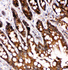 Anti-Caspase-6(P18) Rabbit Polyclonal Antibody