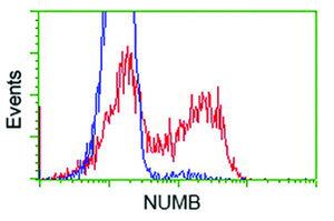 Anti-NUMB Mouse Monoclonal Antibody [clone: OTI6B2]