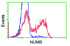 Anti-NUMB Mouse Monoclonal Antibody [clone: OTI6B2]