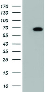 Anti-AK5 Mouse Monoclonal Antibody [clone: OTI1C5]