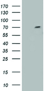 Anti-TRIM2 Mouse Monoclonal Antibody [clone: OTI4D6]