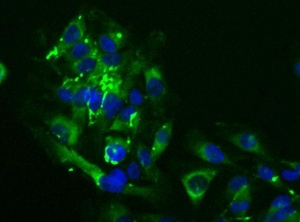 Anti-Macrophage Scavenger Receptor I Rabbit Polyclonal Antibody