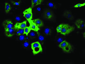Anti-IGF2BP2 Mouse Monoclonal Antibody [clone: OTI4D10]