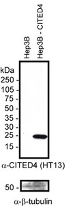 Anti-LPIN1 Rabbit Polyclonal Antibody (DyLight® 488)