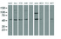 Anti-NT5DC1 Mouse Monoclonal Antibody [clone: OTI1B1]