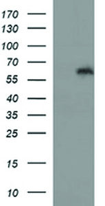 Anti-IL10RA Mouse Monoclonal Antibody [clone: OTI1G10]