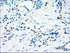 Anti-GBP2 Mouse Monoclonal Antibody [clone: OTI5C8]