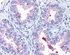 Anti-ABCA1 Rabbit Polyclonal Antibody