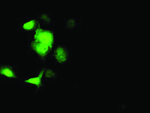 Anti-SOCS3 Mouse Monoclonal Antibody [clone: OTI8G3]