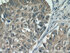 Anti-KIAA0907 Rabbit Polyclonal Antibody